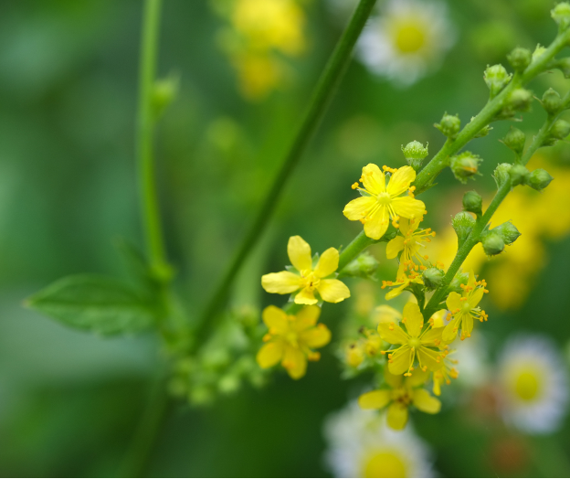 Bach Flower Remedies: What They Are and How They Can Help You.